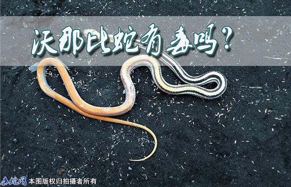梦见死蛇是什么预兆？