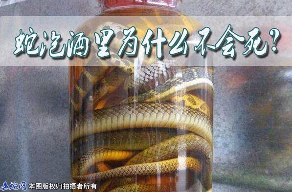 蛇泡酒里为什么不会死？