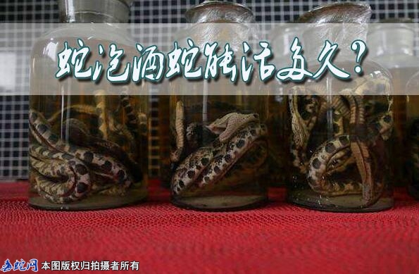 蛇泡酒蛇能活多久？三年不死怎么回事？