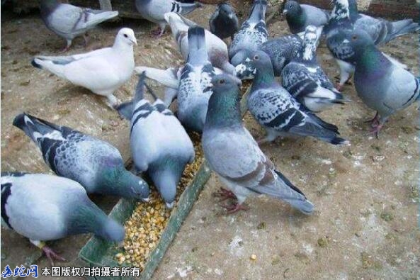冬天怎么养鸽子？冬季养殖鸽子注意事项...