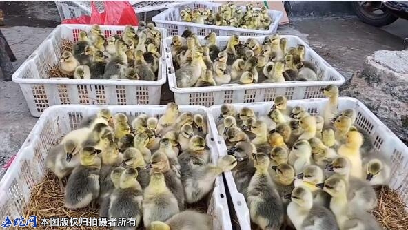 买鹅苗到哪里去买？本人想买鹅苗有卖的...