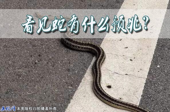 看见蛇有什么预兆？