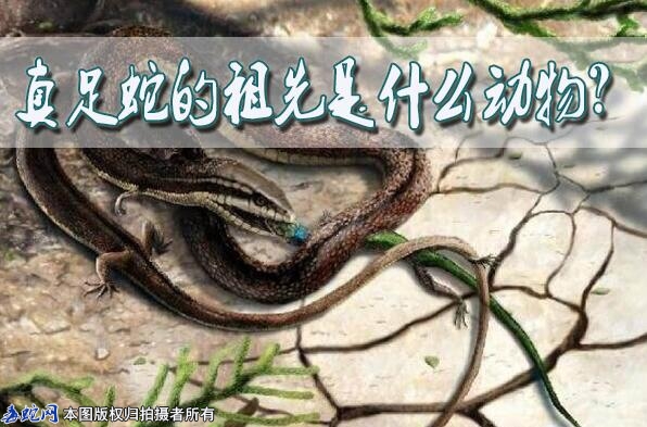 真足蛇的祖先是什么动物？