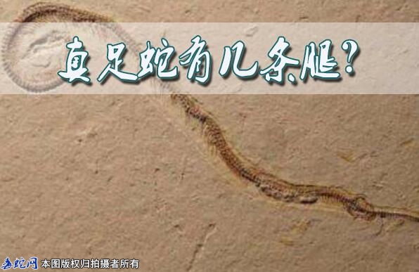 真足蛇有几条腿？