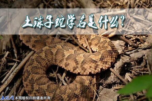 土球子蛇学名是什么？