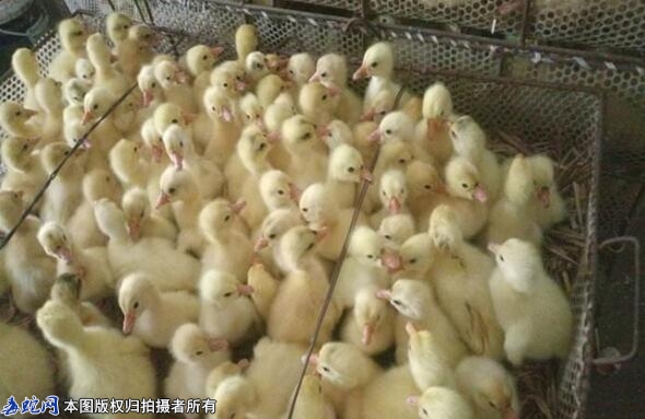 买鹅苗都是多少天的？脱温鹅苗好还是出...