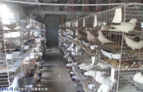 养鸽技巧、养殖肉鸽需要注意的几个要点...