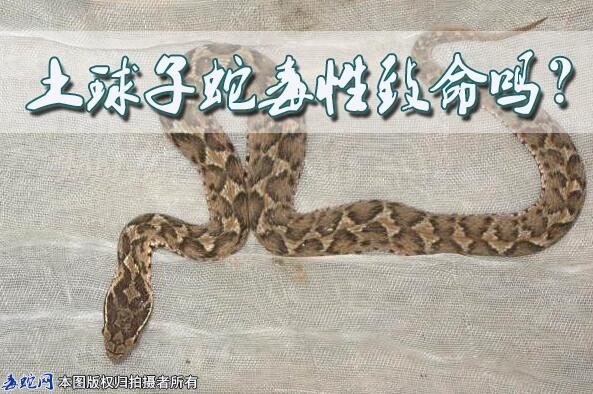 土球子蛇毒性致命吗？