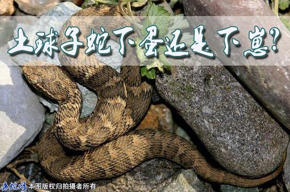 土球子蛇下蛋还是下崽？