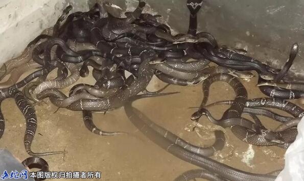养蛇怎么控制湿度？