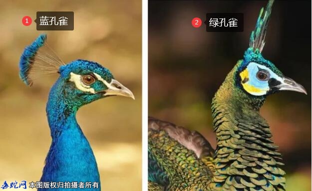 绿孔雀和蓝孔雀的区别？