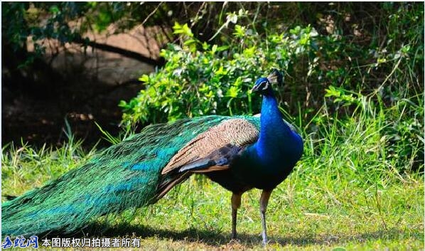 蓝孔雀会飞吗？