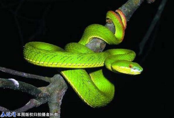 农村常见的青蛇有几种图片？