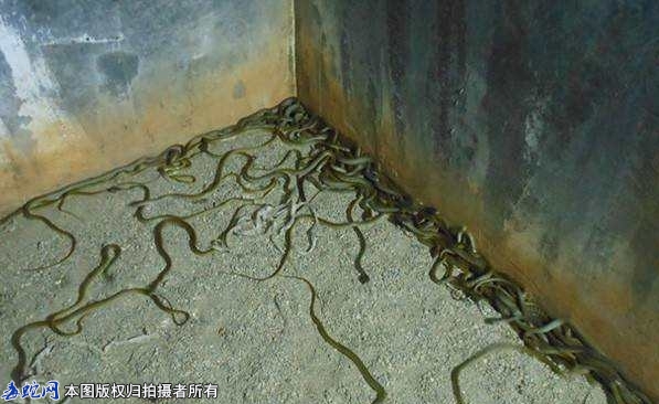 养蛇场常用抗病毒类药物有哪些？
