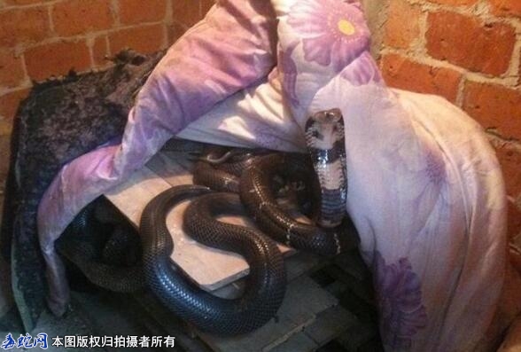 养蛇场必备的蛇病防治中药注射液？