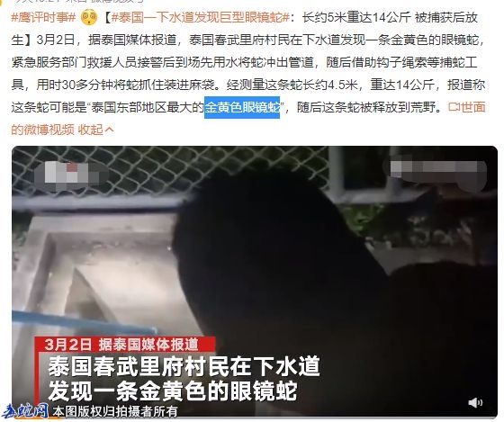 泰国春武里府下水道惊险28斤巨型眼镜...