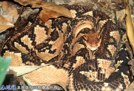 【叶林腹蛇】叶林腹蛇资料图片、品种简...