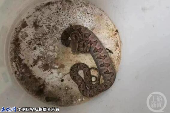 重庆一市民在卫生间发现毒蛇！剧毒原矛...