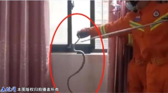 湖南长沙一男子发现床上有蛇！竟然是我...
