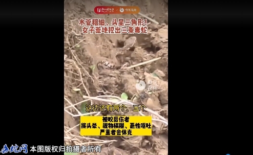 吓人！杭州女子地里挖出一窝毒蛇，剧毒...