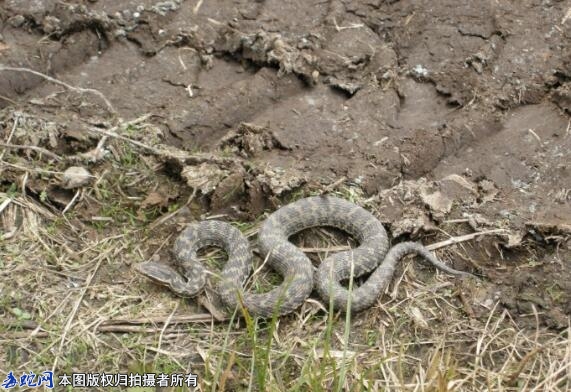 【秦岭蝮】秦岭蝮蛇资料图片、品种简介