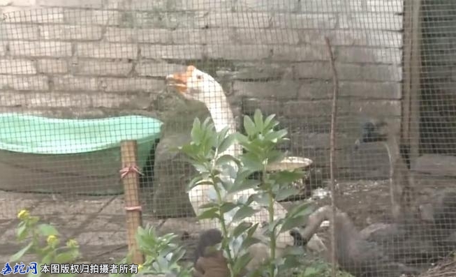 养鹅防蛇不是传说！重庆一村民大白鹅吓...