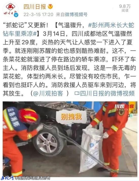 四川彭州两米长大蛇钻车里乘凉！一条无...