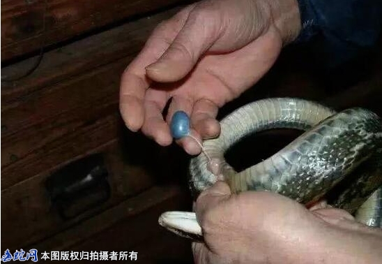 蛇胆怎么吃最好？