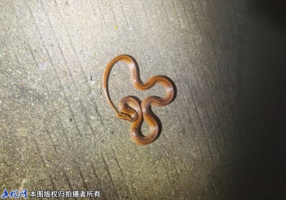 蛇友山区公路骑车遇到蛇！问是不是蟒蛇...