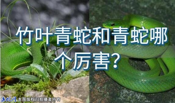 竹叶青蛇和青蛇哪个厉害？