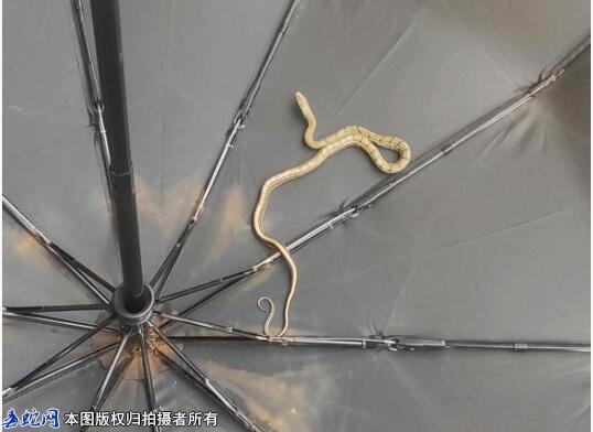 小伙伴学校遇到的蛇、问咬伤怎么办？