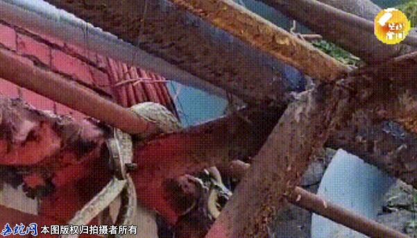 陕西一学校蛇出没！近期各地频繁出没需...
