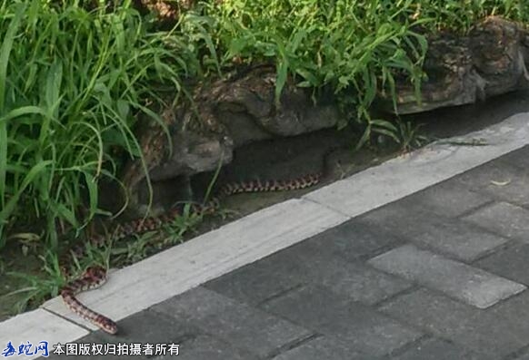 潜山一居民卫生间发现蛇、民警变身“捕...