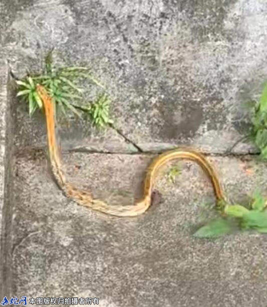 广东蛇友发现蛇求解，问这是啥蛇？