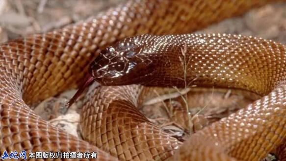 内陆太攀蛇介绍-内陆太攀蛇天敌-最毒...