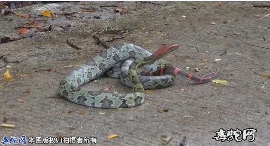 百花锦蛇-百花曙蛇功效饲养知识大全