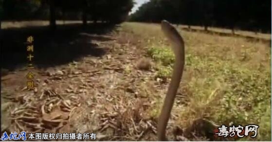 黑曼巴蛇视频