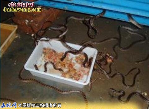 赤练蛇苗-赤练蛇苗饲养价格图片