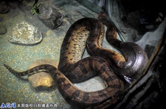 蟒蛇习性-蟒蛇的生活习性