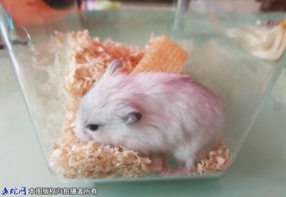 买仓鼠养久了变成老鼠？