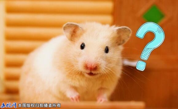 仓鼠喜欢吃什么？
