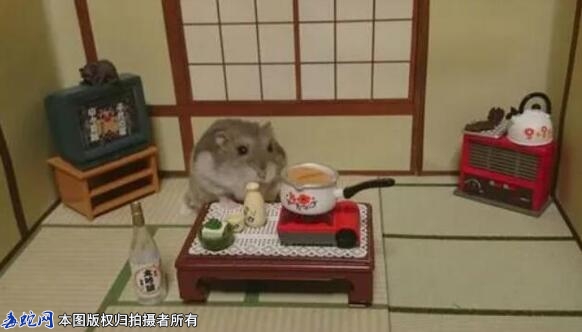 仓鼠一天吃多少？