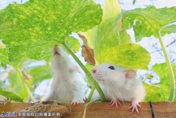 花枝鼠多少钱一只啊？
