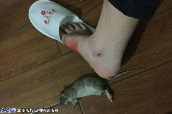 家鼠会咬人吗？