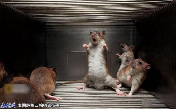 家鼠种类、家鼠种类有哪些？