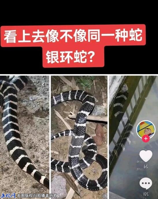 蛇友争论不休，问是银行还是眼王？