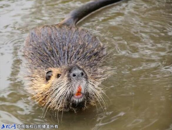 海狸鼠图片、可爱的河狸鼠图片大全欣赏