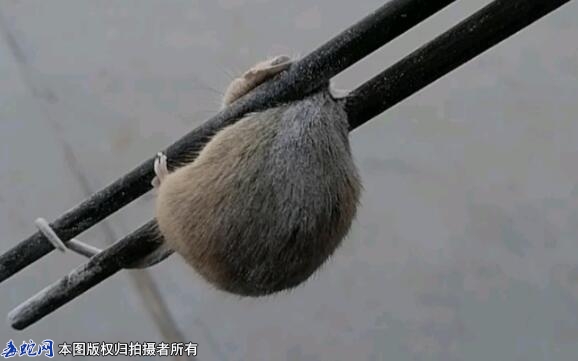 北方老鼠是什么品种？