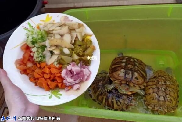 什么食物可以代替龟粮？