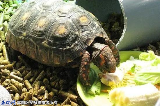 新买的龟粮龟不怎么吃怎么办？